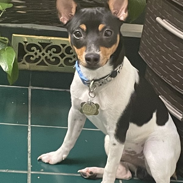 Safe Toy Fox Terrier in Cleveland, OH