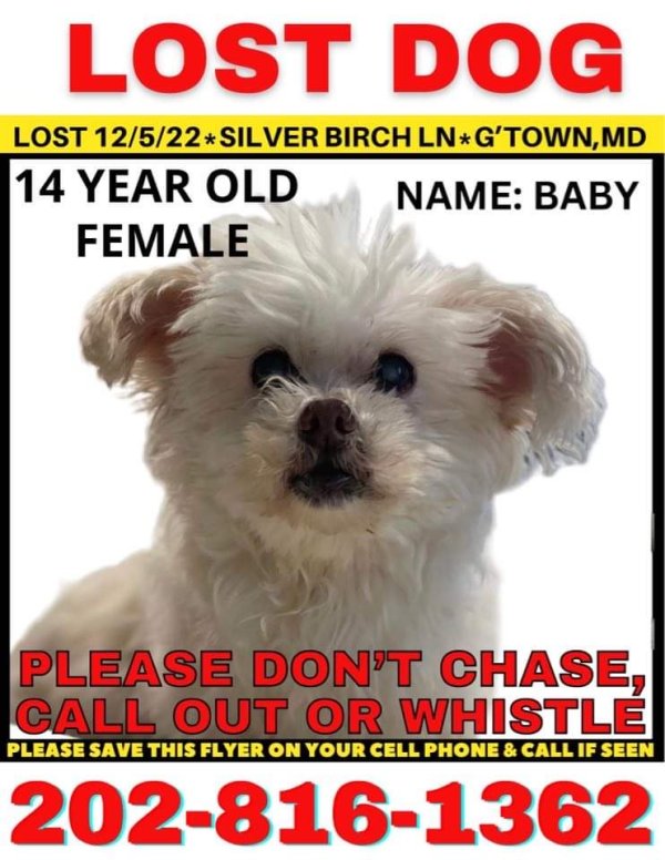 Lost Lhasa Apso in Maryland