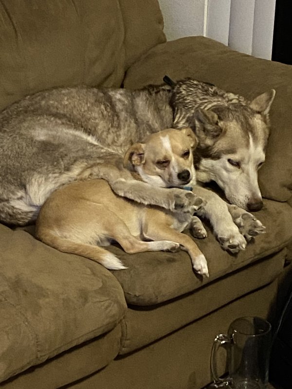 Lost Siberian Husky 