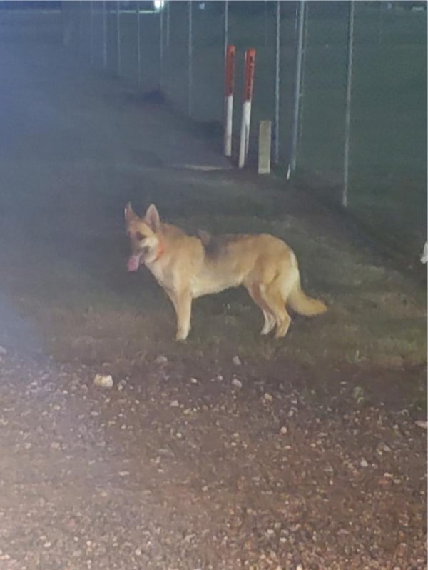 Found German Shepherd Dog in Louisiana