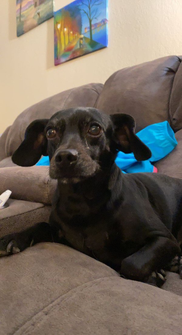 Safe Chihuahua in Richardson, TX