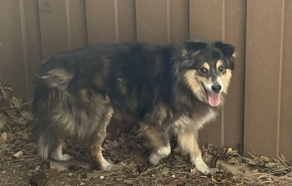 Found Anatolian Shepherd Dog in Colorado