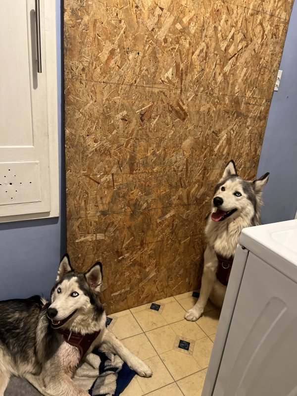 Safe Siberian Husky in Pico Rivera, CA