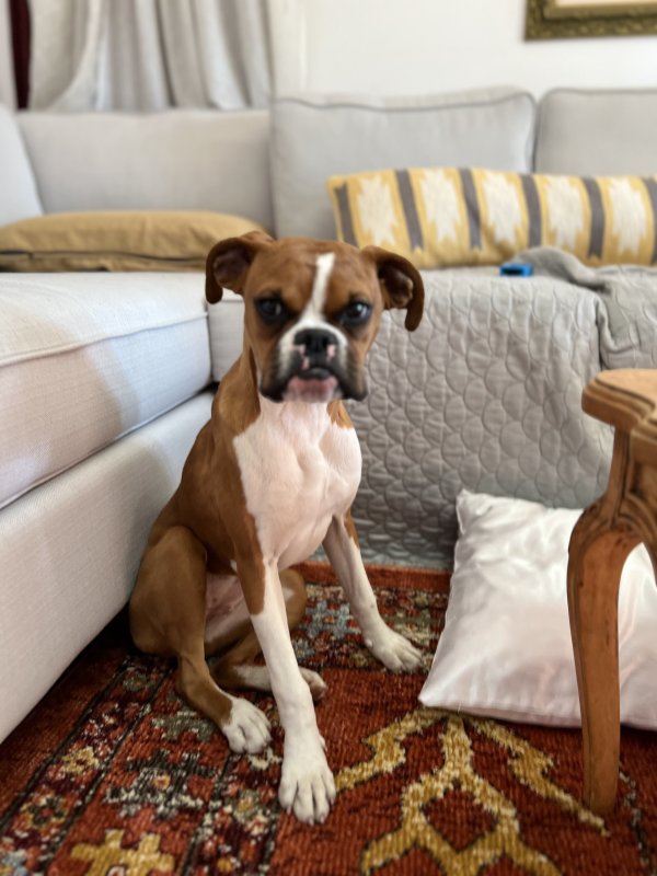 Found Boxer in Los Angeles, CA