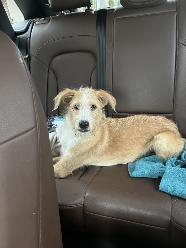 Found Jack Russell Terrier in Florida