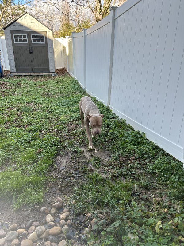 Safe Pit Bull in Prince Frederick, MD