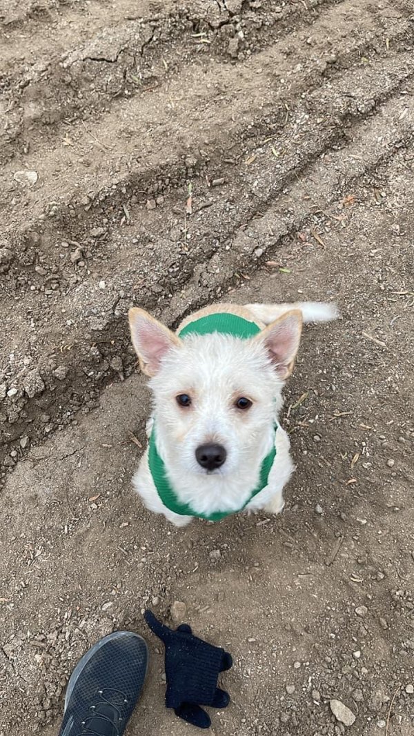 Found Wire Fox Terrier in Bakersfield, California