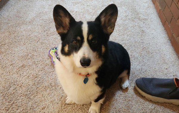 Safe Pembroke Welsh Corgi in Everett, WA