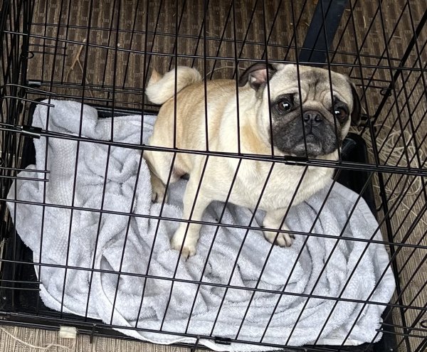 Safe Pug in Humble, TX
