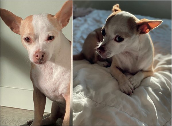 Safe Chihuahua in Seattle, WA