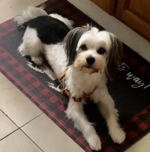 Safe Maltese in Fort Lauderdale, FL