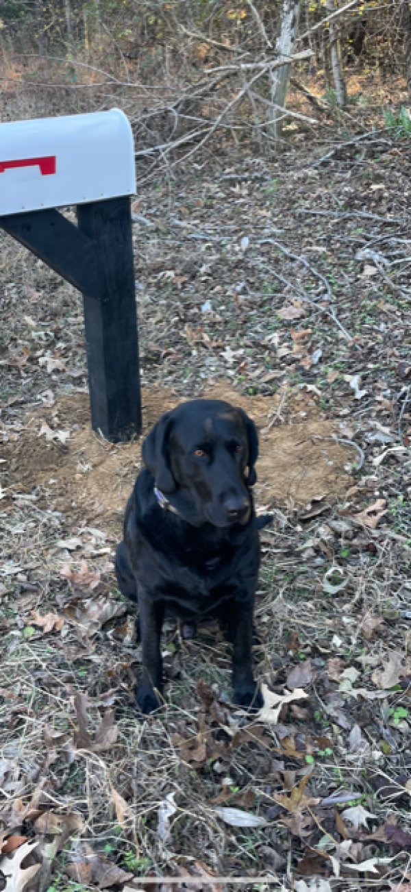 Safe Labrador Retriever in Carrollton, MS