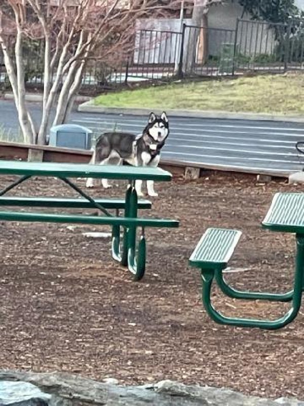 Safe Siberian Husky in Richmond, CA