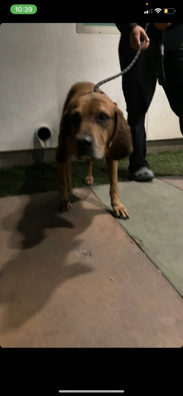Found Bloodhound in California
