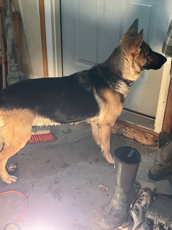 Safe German Shepherd Dog in Hudson, CO