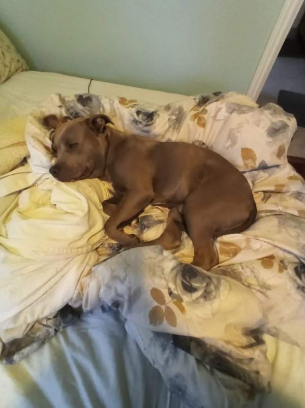 Found American Staffordshire Terrier in California