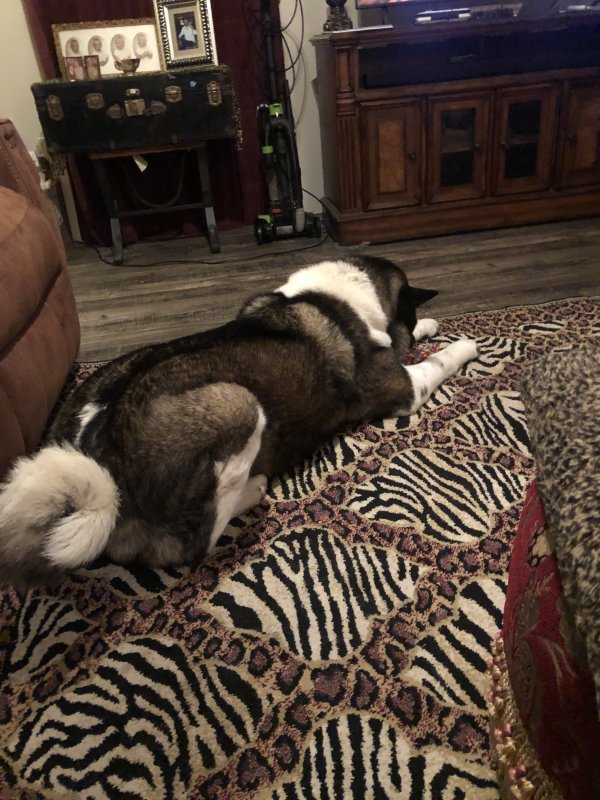Safe Akita in Oklahoma City, OK