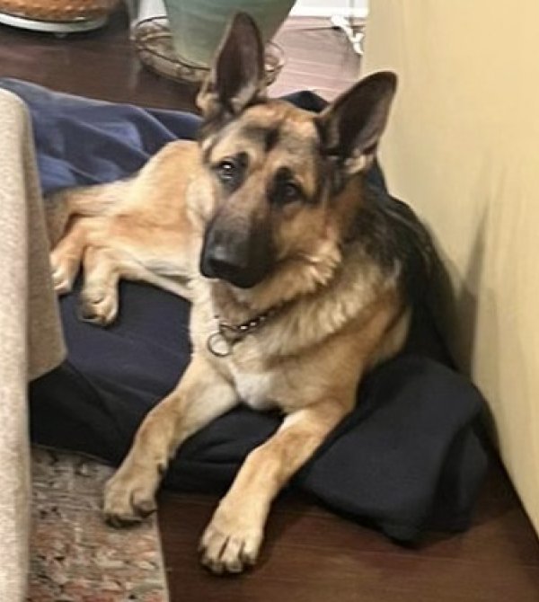 Found German Shepherd Dog in Concord, North Carolina