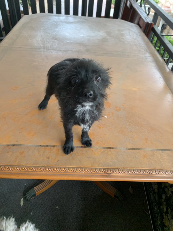Safe Dog in Ontario, CA