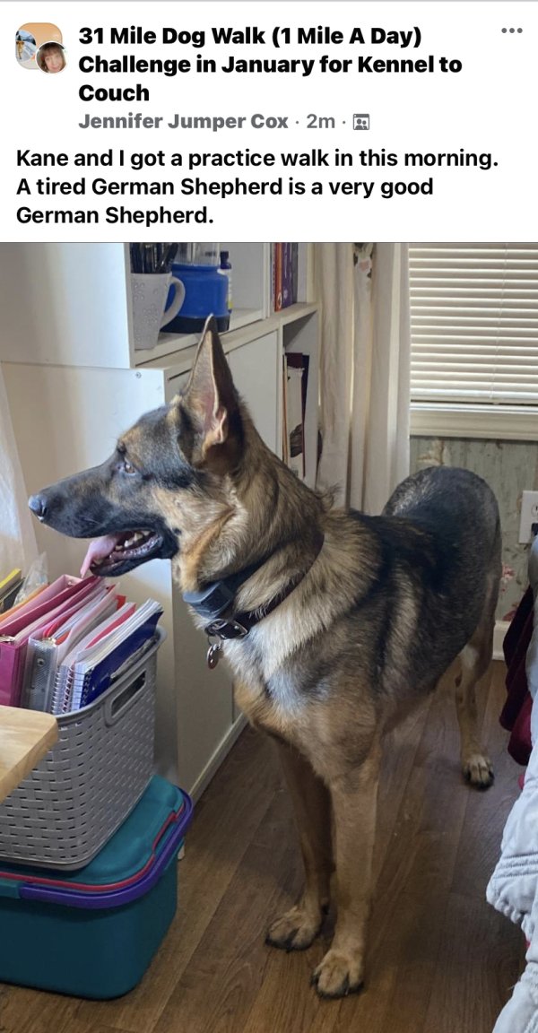 Safe German Shepherd Dog in Swansea, SC