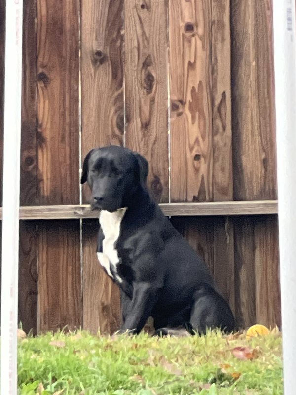 Found Labrador Retriever in Bakersfield, California