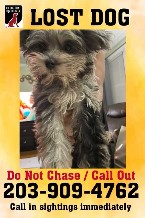 Lost Yorkshire Terrier in Connecticut