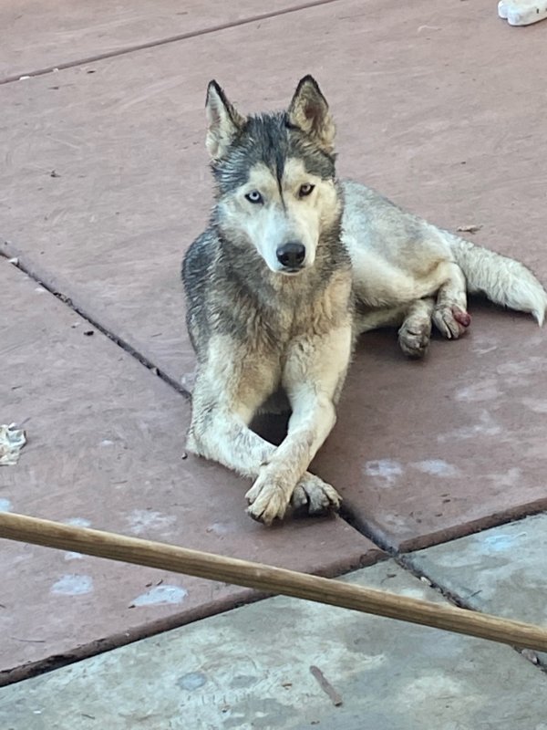 Found Siberian Husky in Arizona