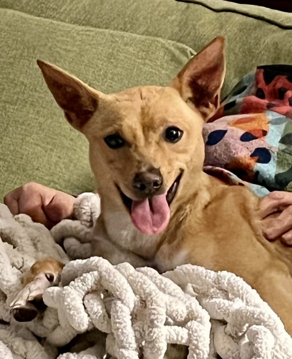 Found Mutt in Wilson, NC
