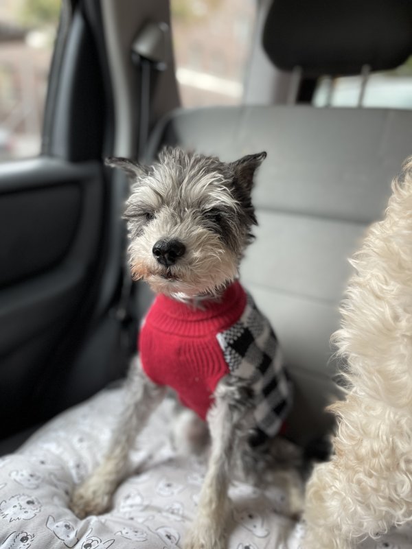 Safe Miniature Schnauzer in Staunton, VA