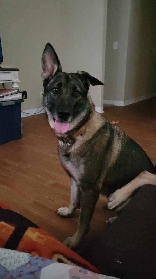 Lost German Shepherd Dog in Georgia