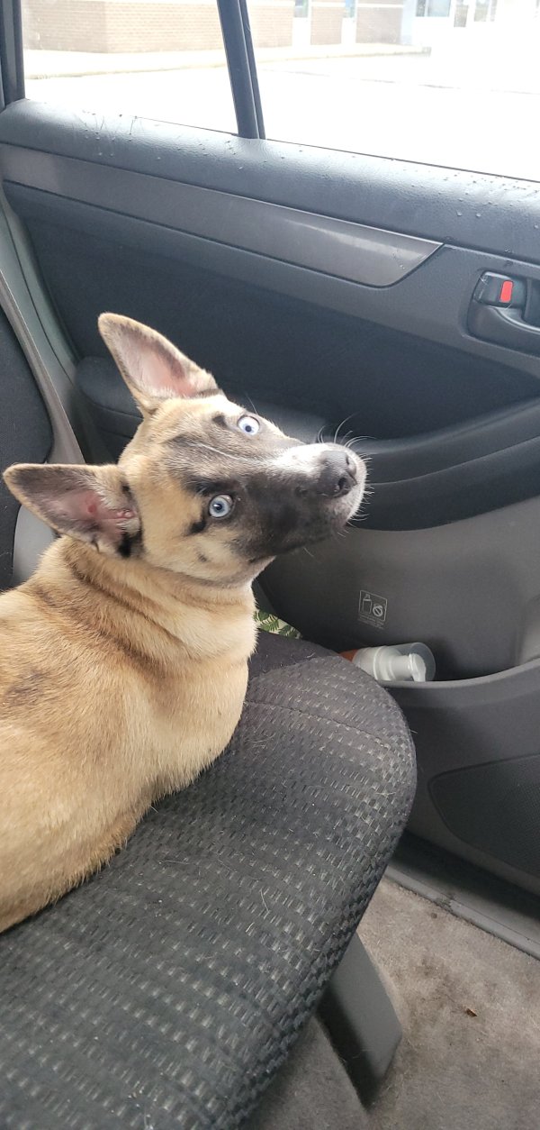Safe Mutt in Indianapolis, IN