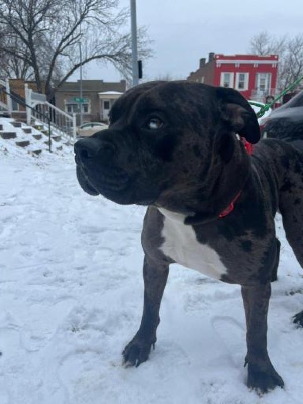 Safe American Staffordshire Terrier in Saint Louis, MO
