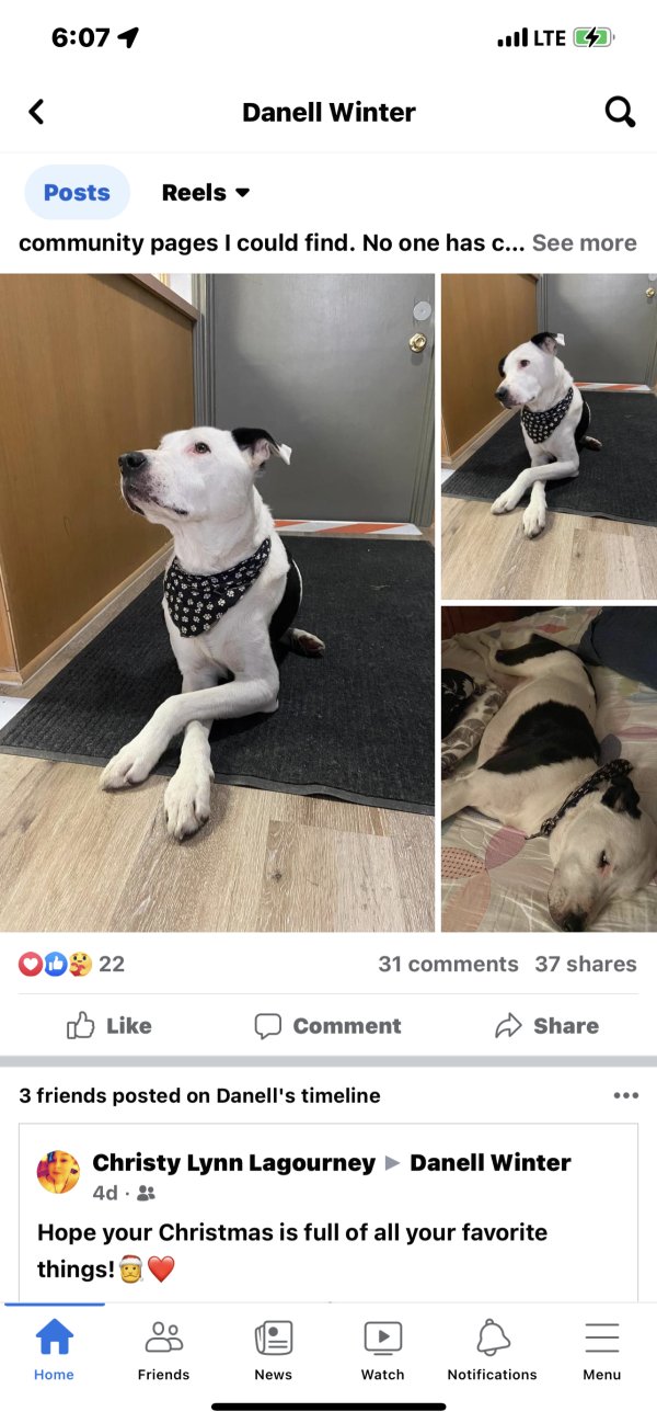 Safe Dog in Midlothian, TX