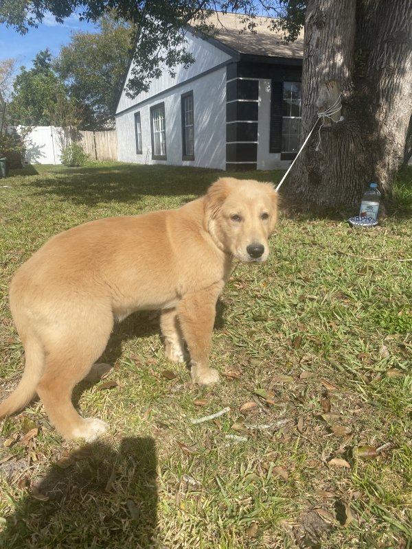 Found Labrador Retriever in Orlando, Florida
