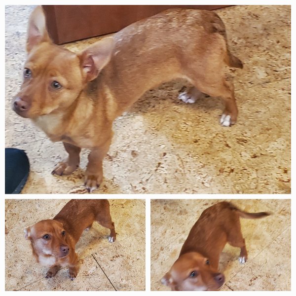 Found Chihuahua in Georgia