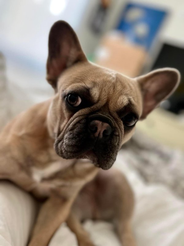 Safe French Bulldog in Alameda, CA