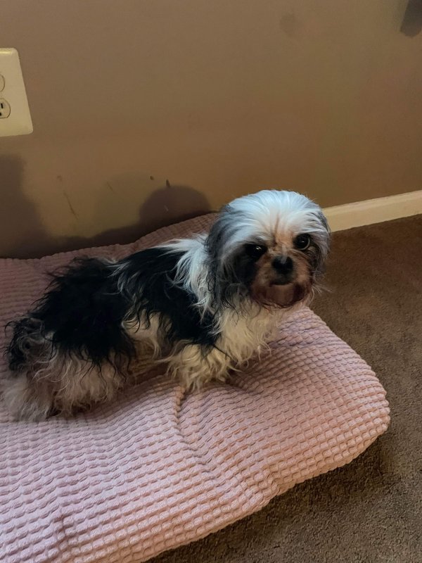 Safe Shih Tzu in Downingtown, PA