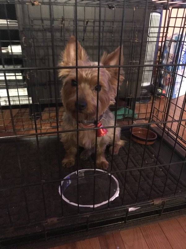 Found Yorkshire Terrier in Germantown, Maryland