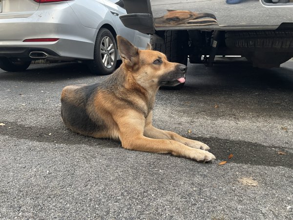 Found German Shepherd Dog in Florida