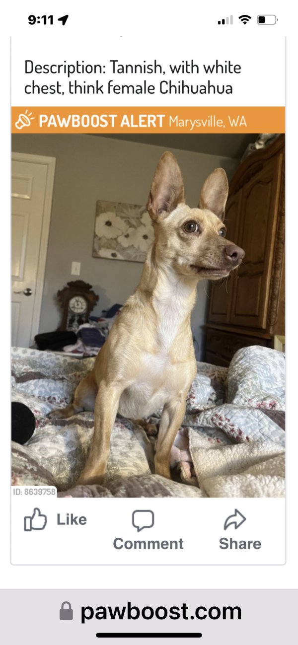 Safe Chihuahua in Marysville, WA