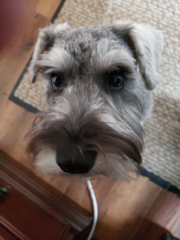 Safe Miniature Schnauzer in Waxhaw, NC