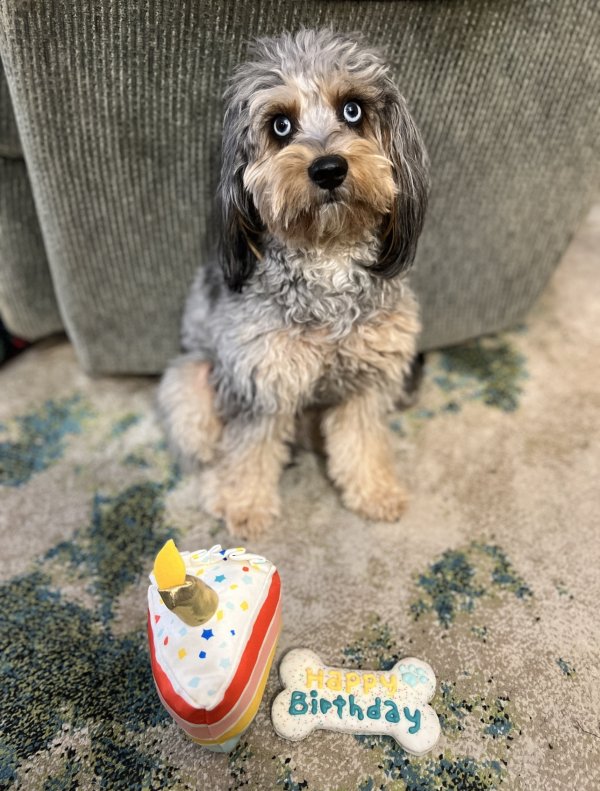 Safe Poodle in Marietta, GA
