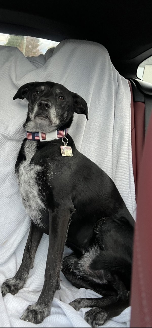 Lost Labrador Retriever in Connecticut