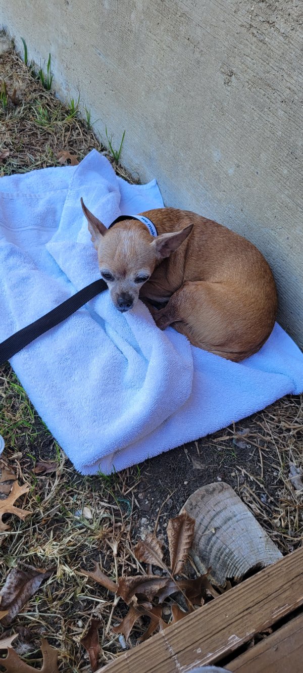 Found Chihuahua in Dallas, TX