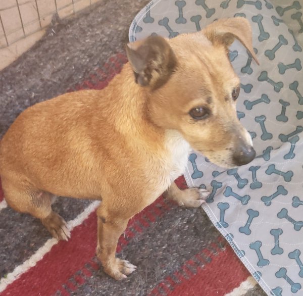 Safe Mutt in Miami, FL