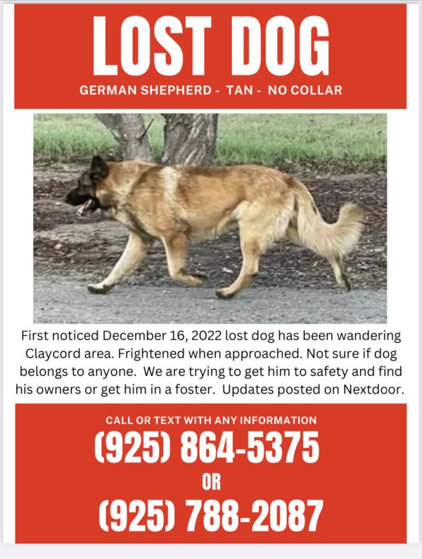 Found German Shepherd Dog in Concord, California
