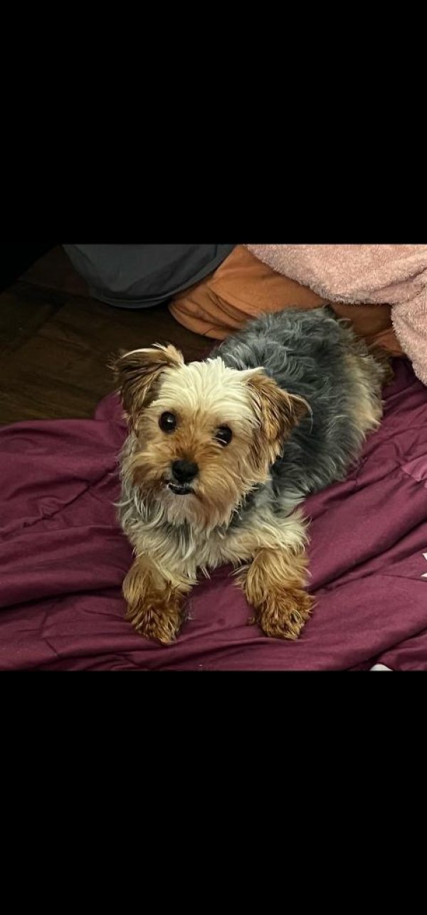 Lost Yorkshire Terrier in Indiana