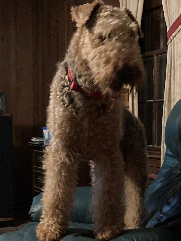 Lost Airedale Terrier in Stone Mountain, GA