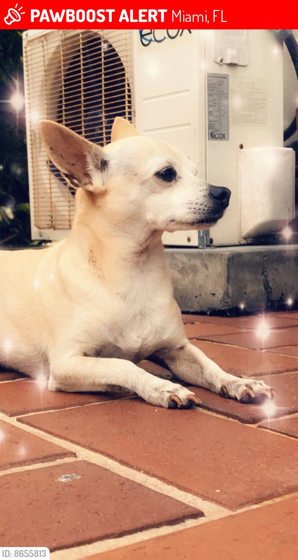 Safe Chihuahua in Miami, FL