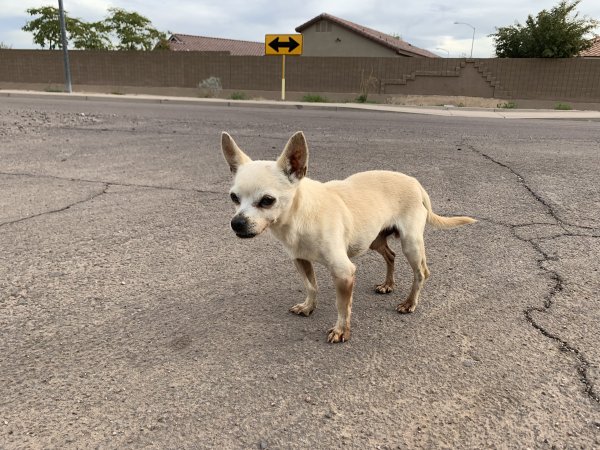 Found Chihuahua in Mesa, Arizona